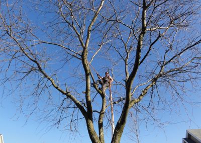 Émondeur au travail - Émondeur au travail - Service émondage et abattage arbre en tout genre à Laval - Abattage Arbre Laval