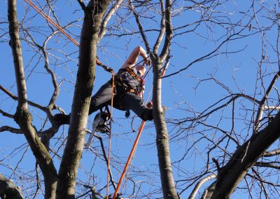 Émondeur au travail - Service émondage et abattage arbre à Laval - Abattage Arbre Laval