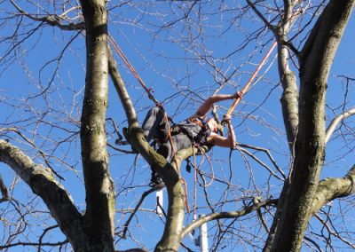 Service émondage et abattage arbre à Laval - Abattage Arbre Laval