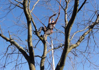 Service émondage et abattage arbre en tout genre à Laval - Abattage Arbre Laval