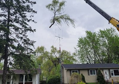 Elagage Arbre Repentigny / Abattage Arbre Laval