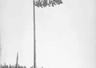 Abattage-des-arbres-dangereux / Abattage-arbre-Laval