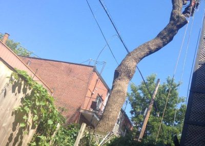Abattage-des-arbres-dangereux / Abattage-arbre-Laval