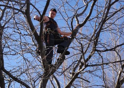 Service-de-coupe-arbre-a-Blainville / Abattage Arbre Laval