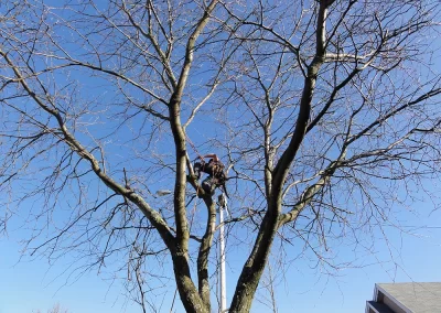 Service-de-coupe-et-abattage-arbre-a-Montréal-et-à Laval / Abattage Arbre Laval