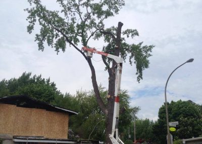 Service-émondage-d 'arbres à Terrebonne / Abattage-arbre-Laval