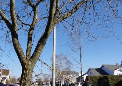 Service-elagage-arbre-a-sur-la-Laval-et-ses-alentours-Abattage-Arbre-Laval