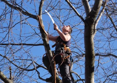 Service-émondage-élagage-et-abattage-d'arbre-a-Montréal-Est / Abattage Arbre Laval