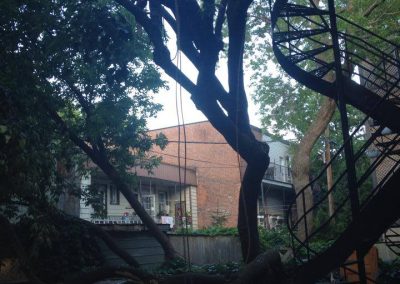 Elagage-arbre-Laval-abattage-arbre-Laval