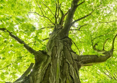 Elagage-arbre-Laval-abattage-arbre-Laval