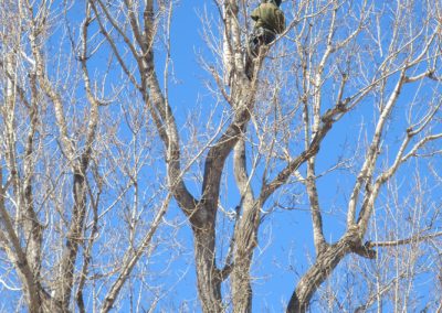 Service-émondage-d 'arbres à Terrebonne / Abattage-arbre-Laval